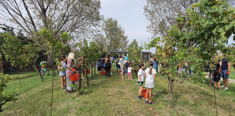 Vendemmia for Dummies: la seconda edizione al Parco Ecologico del Rubicone