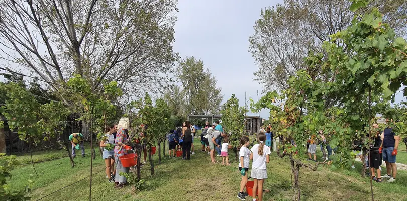 Vendemmia for Dummies: la seconda edizione al Parco Ecologico del Rubicone